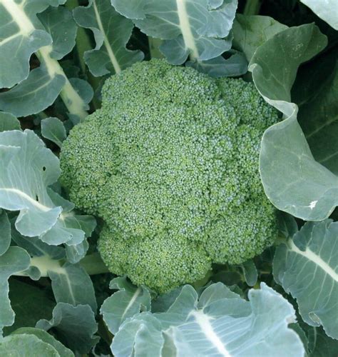 Green Magic Broccoli: The Ultimate Brain Food